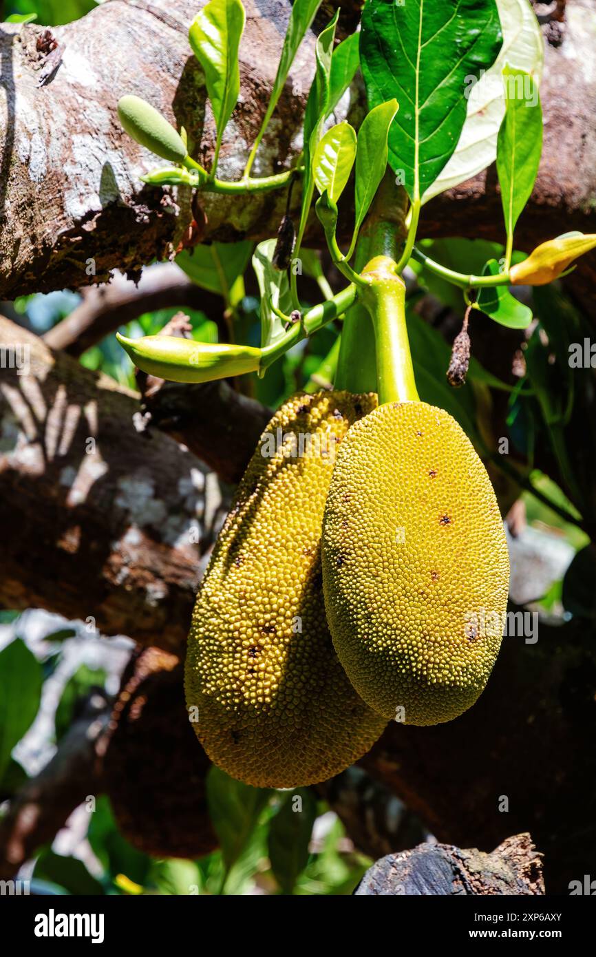 Eine Nahaufnahme von zwei leuchtenden gelben Jackfrüchten, die an einem Baumzweig hängen. Obst- und Pflanzenmotiv Stockfoto