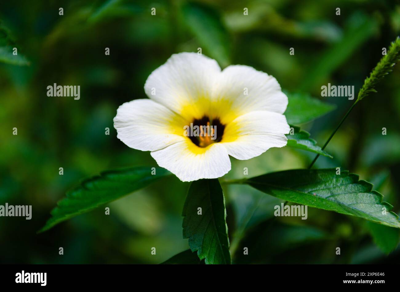 Wilde Blume - Turnera subulata, auch bekannt als Namen weißer Butterblume, Schwefelerle, Politikerblume, dunkeläugige Turnera und weiße Erle Stockfoto