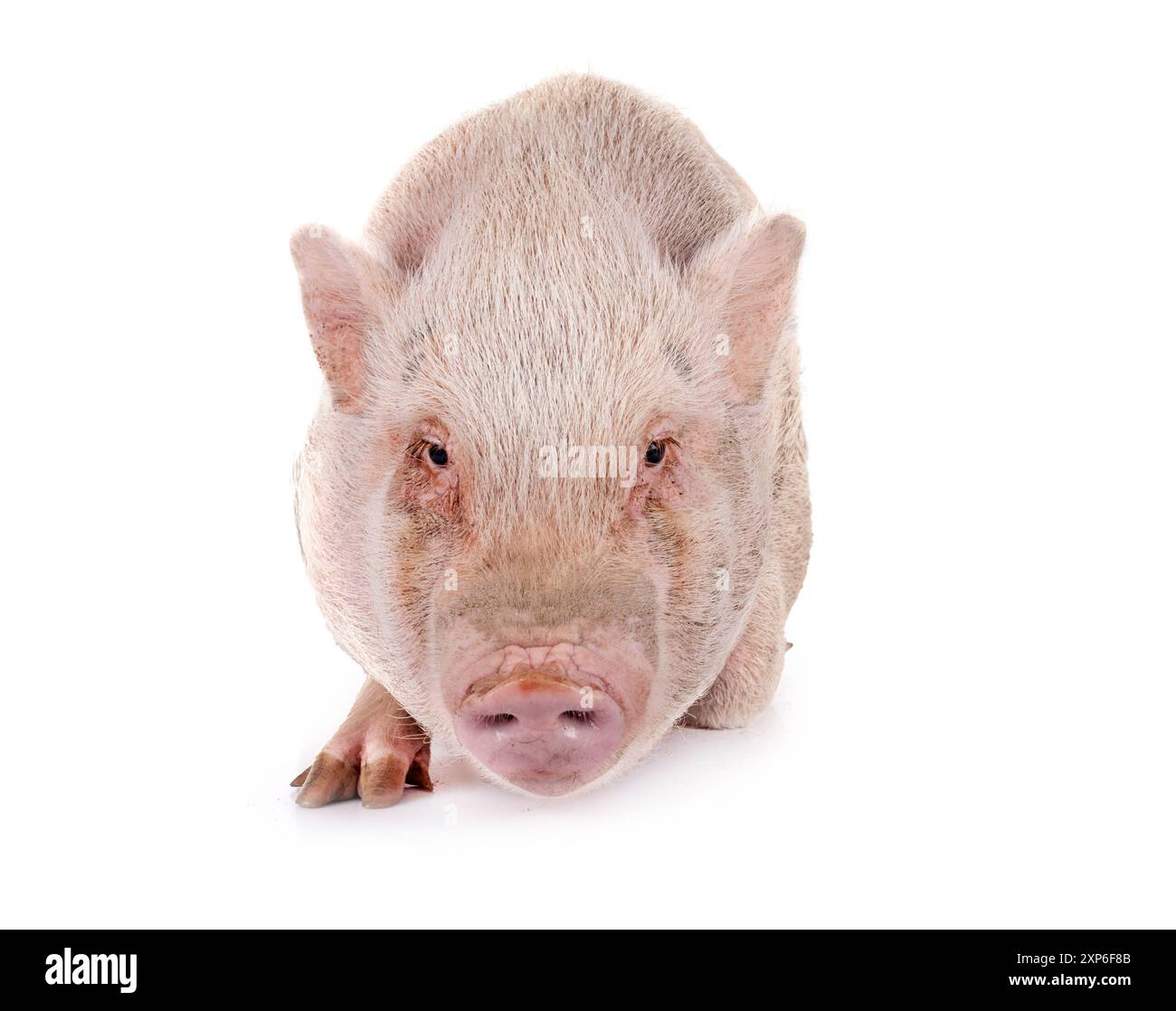 Rosafarbenes Miniaturschwein vor weißem Hintergrund Stockfoto