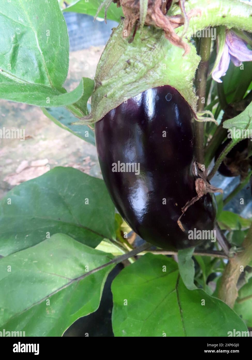 ...Sieht doch gut aus - diese erntereife Aubergine... Aubergine Freiland erntereif *** diese Aubergine sieht gut aus, wenn sie bereit für die Ernte im Freien ist Stockfoto