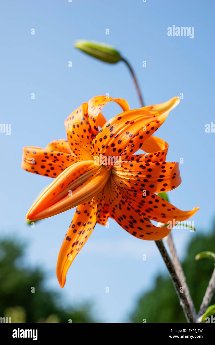 Lilium Lancifolium Flore pleno mit exotisch aussehenden doppelten orangen Blüten mit dunklen Flecken auf den Blütenblättern. Stockfoto