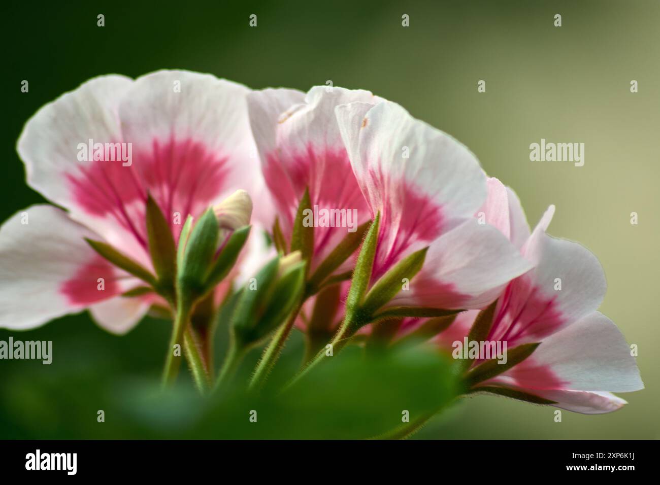 Dieses Nahaufnahme-Bild zeigt die einzigartige Schönheit einer weißen Geranienblume mit zarten rosa Tönen. Die weichen weißen Blüten, gefärbt mit Farbtönen o Stockfoto