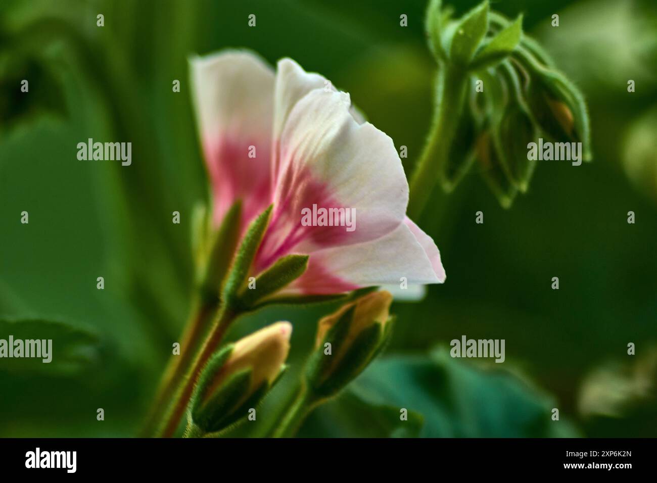Dieses Nahaufnahme-Bild zeigt die einzigartige Schönheit einer weißen Geranienblume mit zarten rosa Tönen. Die weichen weißen Blüten, gefärbt mit Farbtönen o Stockfoto