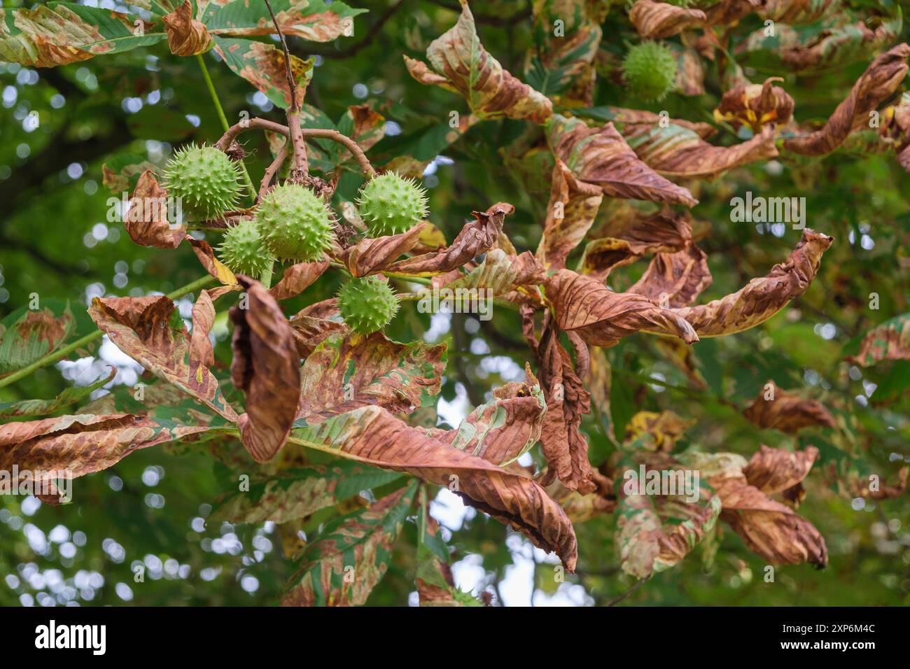 Durch Klimawandel, Urbanisierung und Krankheiten sind rund die Hälfte aller Baumarten, die nur in Europa vorkommen, gefährdet. H Stockfoto