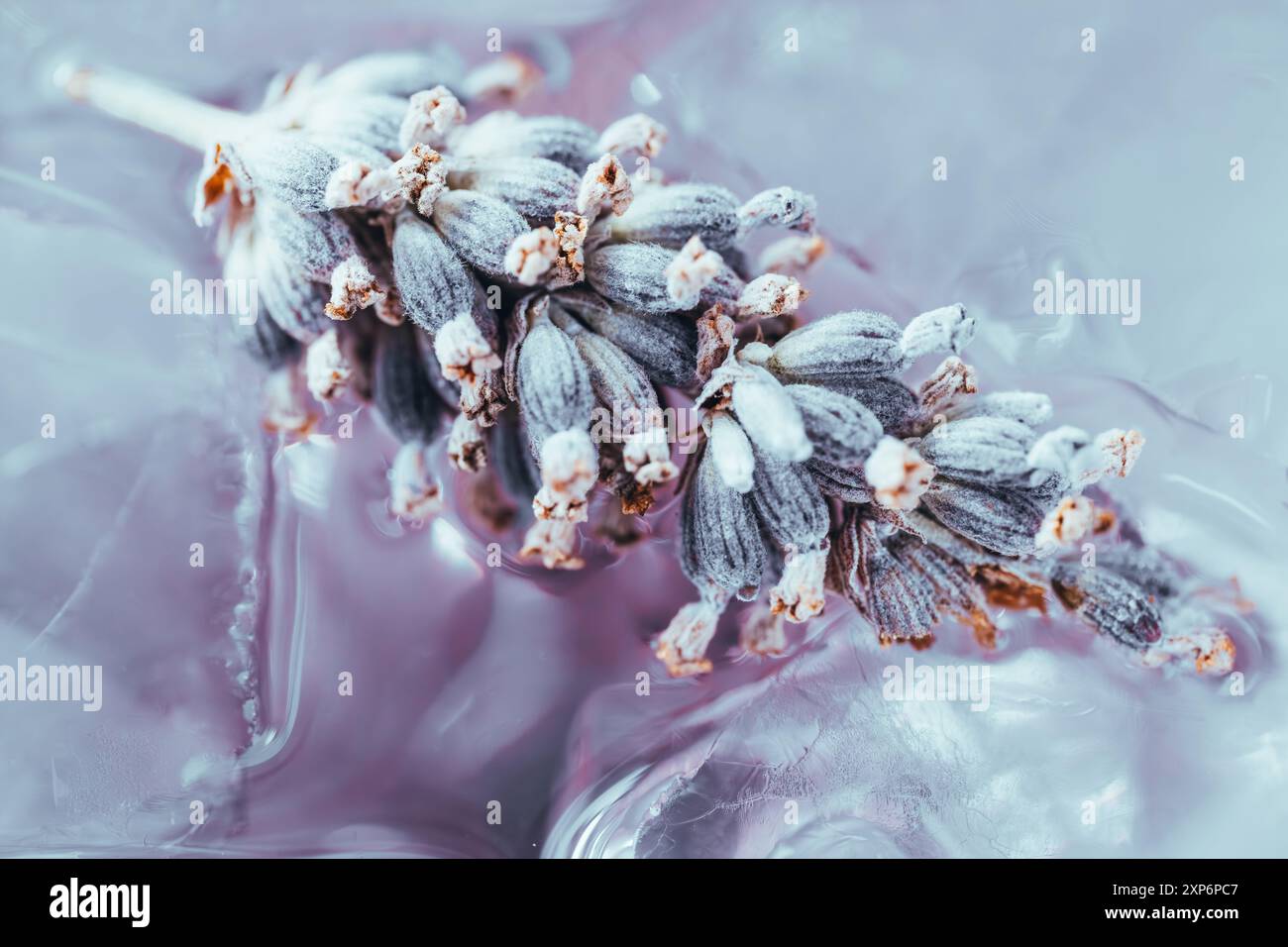 Lavendelblume auf Eis, Nahaufnahme Stockfoto