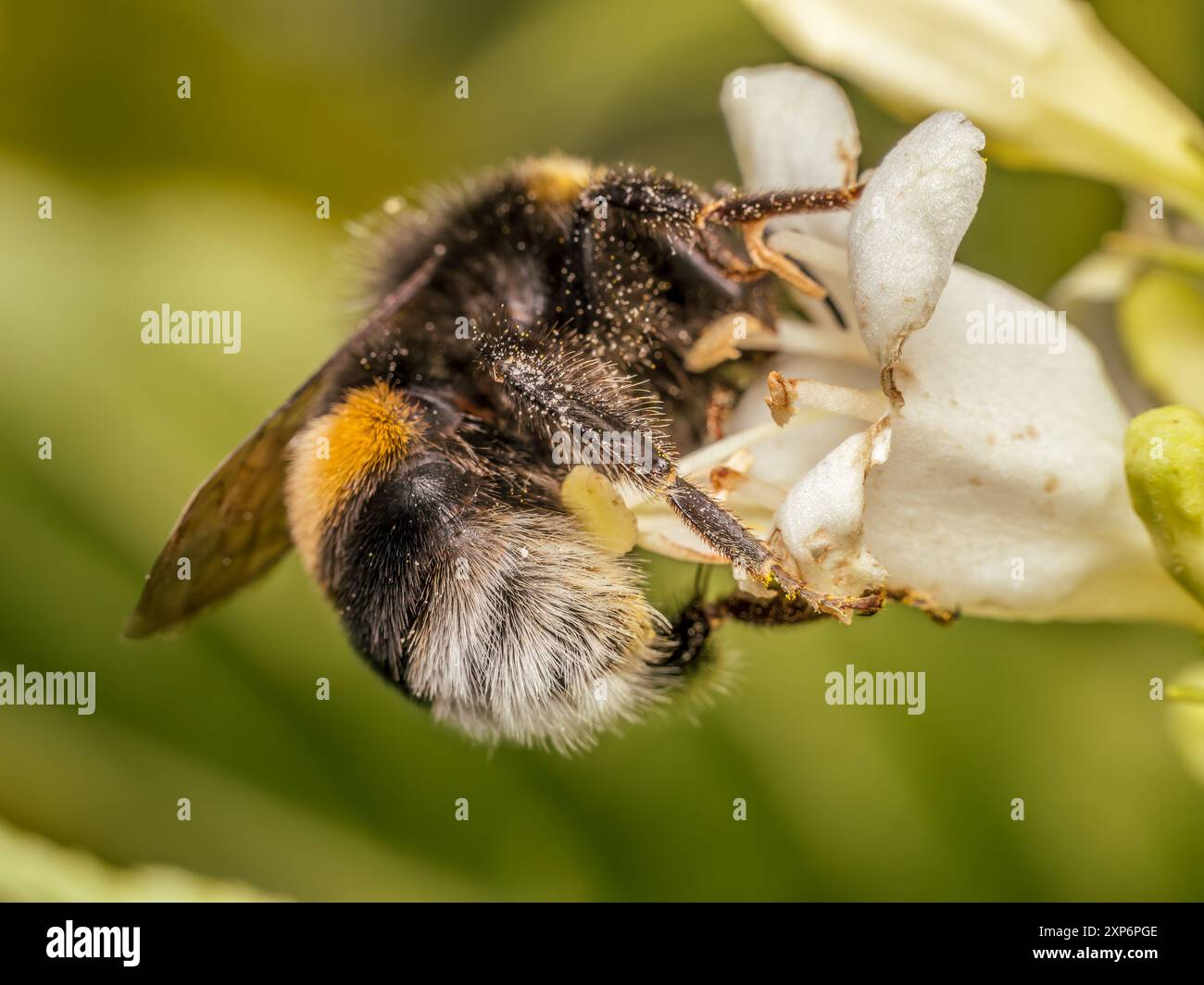 Nahaufnahme einer Hummel, die tief in den Gartenblumenbecher taucht Stockfoto