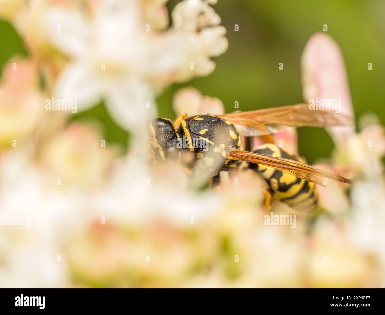 Nahaufnahme von Wespen, die Gartenblumen bestäuben Stockfoto