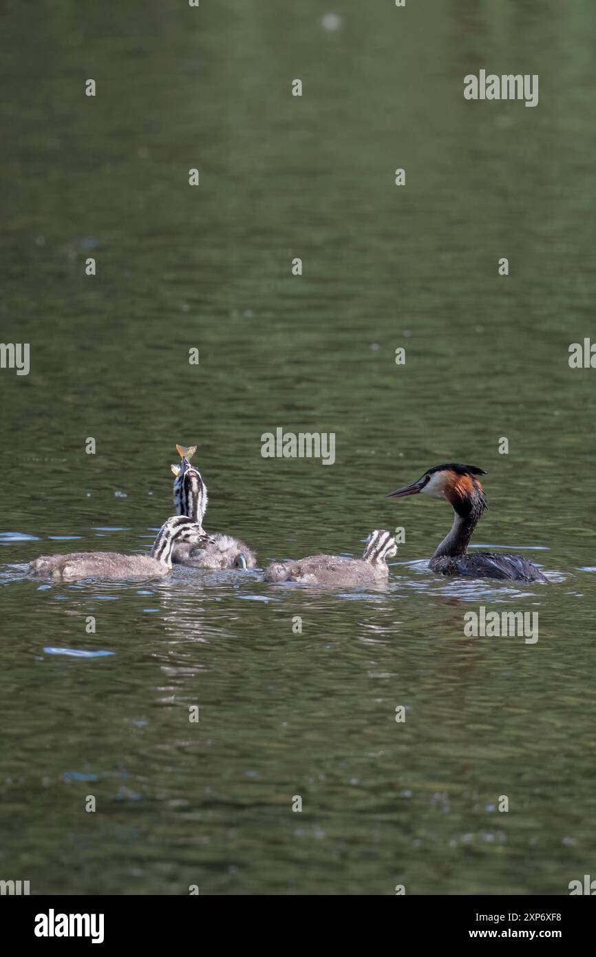 Podiceps christatus, adulte rufus orange Rüsche und Wappen auf dunkler Kappe Jungtiere grau weiß und schwarz Streifen ein Jungtier mit Fisch Stockfoto