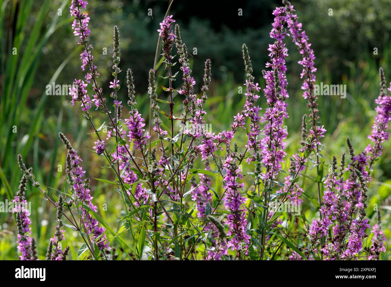 Lythrum salicaria, hohe wilde Feuchtpflanzen bilden magentafarbene violette Blüten mit langen grünen Blättern in gegenüberliegenden Paaren bis zum Stiel Stockfoto