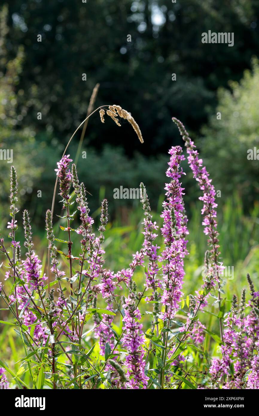 Lythrum salicaria, hohe wilde Feuchtpflanzen bilden magentafarbene violette Blüten mit langen grünen Blättern in gegenüberliegenden Paaren bis zum Stiel Stockfoto