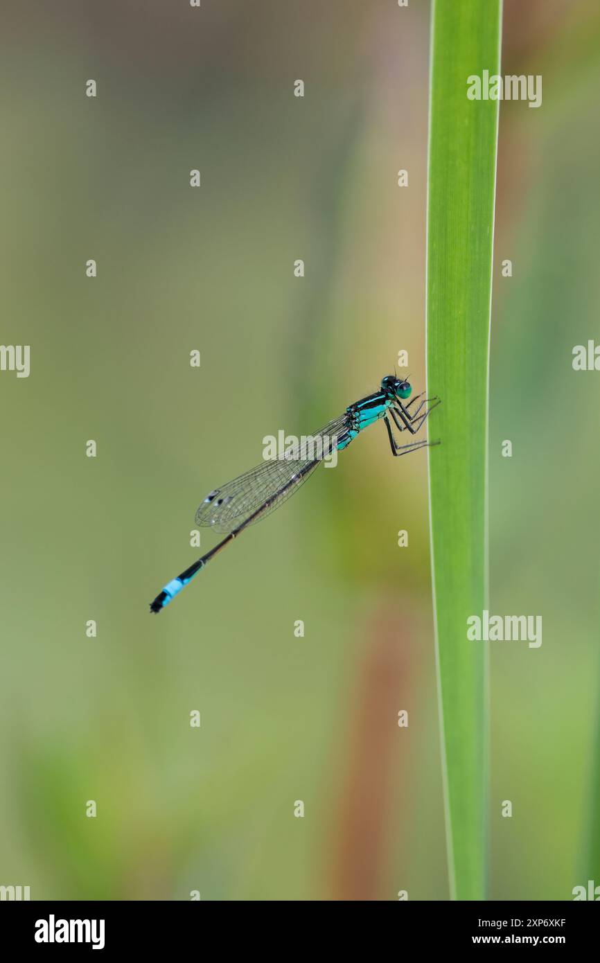 Blauer Damselfly Ischnura elegans, hauptsächlich schwarzer Körper mit Segment acht, himmelblaue schwarze Streifen auf blauem Thoraxblau und schwarze Augen im Sommer UK Stockfoto