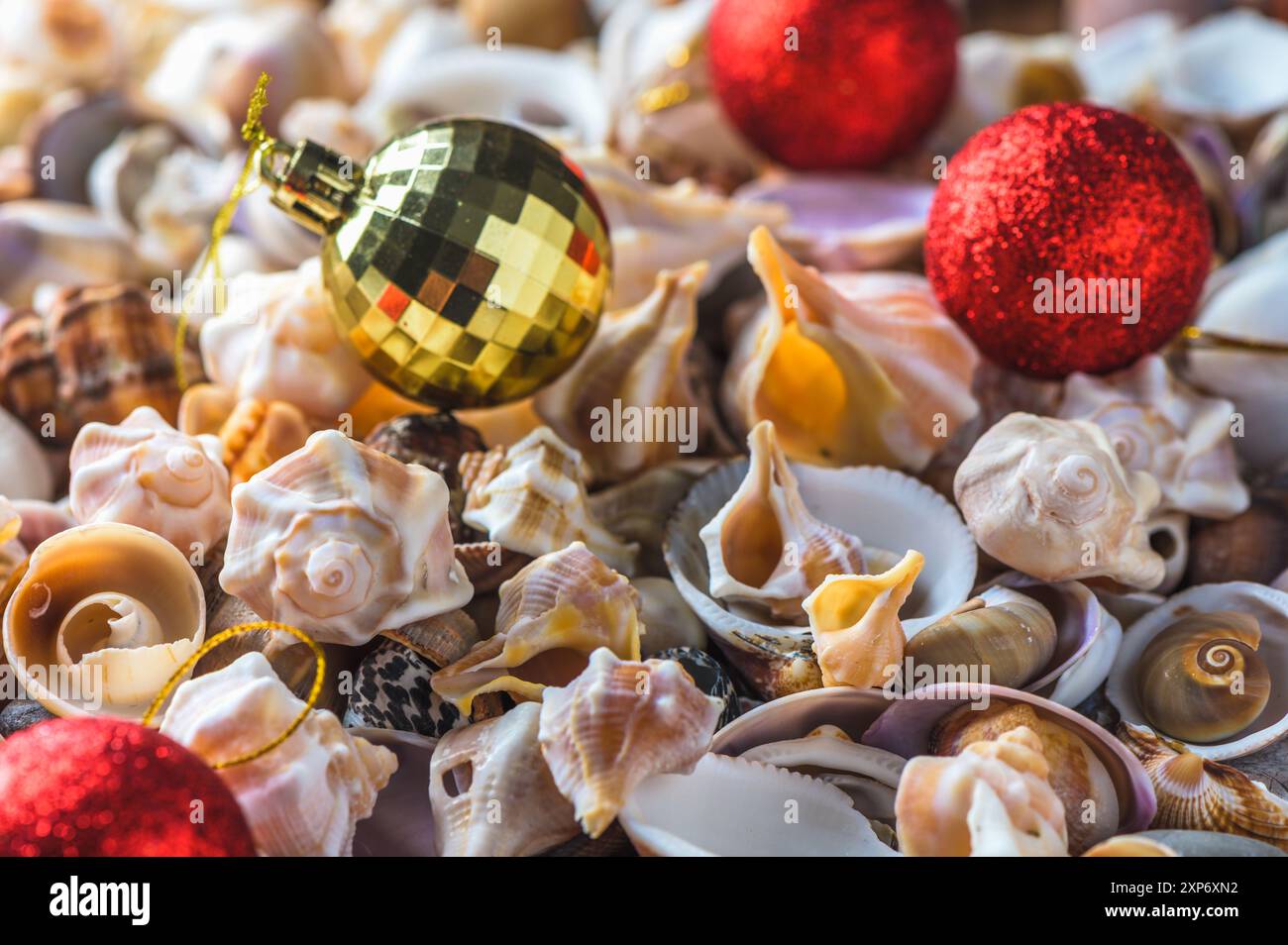 Nahaufnahme von Muscheln am Strand Stockfoto