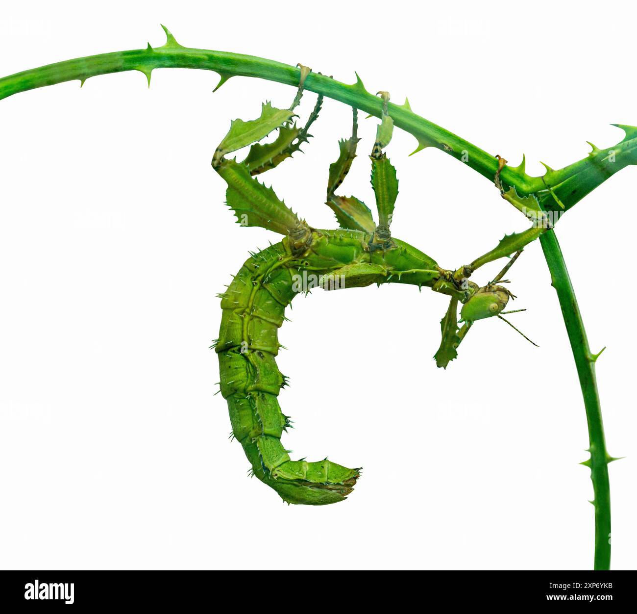 Riesenstachelstäbchen (Extatosoma tiaratum), auch bekannt als australischer Wanderstock Stockfoto