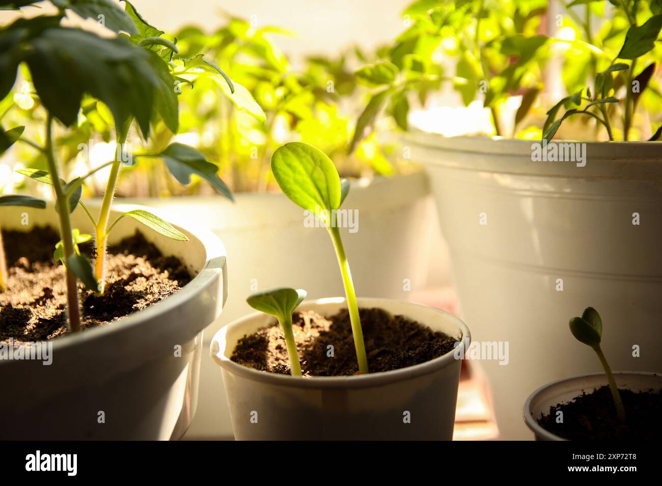 Sämling von Gurken- und Tomatenpflanzen auf einer sonnigen Fensterbank. Kleine Pflanzen, die in Pappbecher auf Fensterbank wachsen. Pflanzenwachstum in Innenräumen Stockfoto
