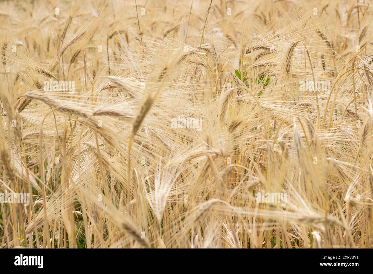 Natürlicher Hintergrund. Feld von reifem Roggen. Spikelets von Roggen. Stockfoto