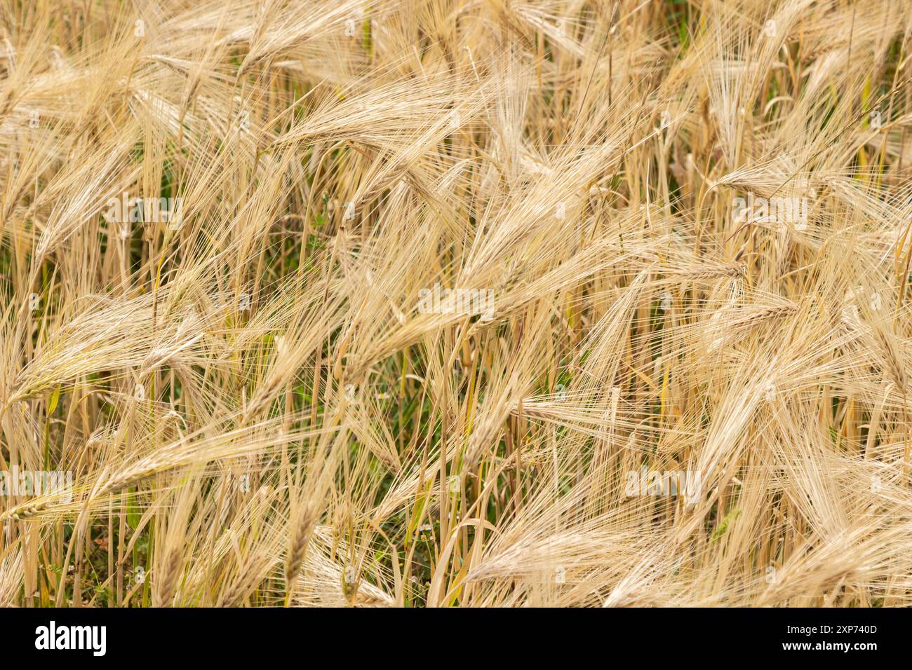 Spikelets von Roggen. Feld von reifem Roggen. Natürlicher Hintergrund. Stockfoto