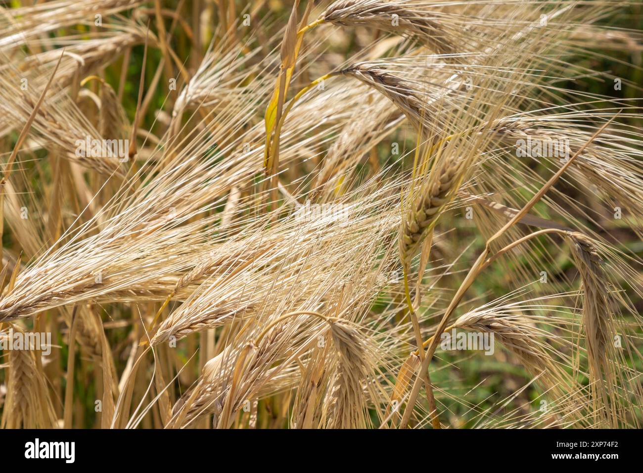 Große Roggenohren. Roggen reift auf dem Feld. Natürlicher Hintergrund. Stockfoto