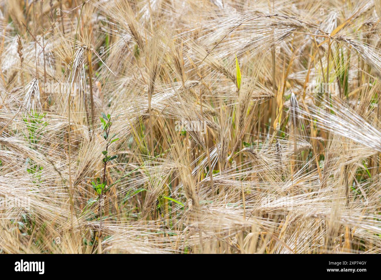 Wildes Gras zwischen den Ohren des Roggens. Unkraut auf dem Feld. Nahaufnahme. Stockfoto