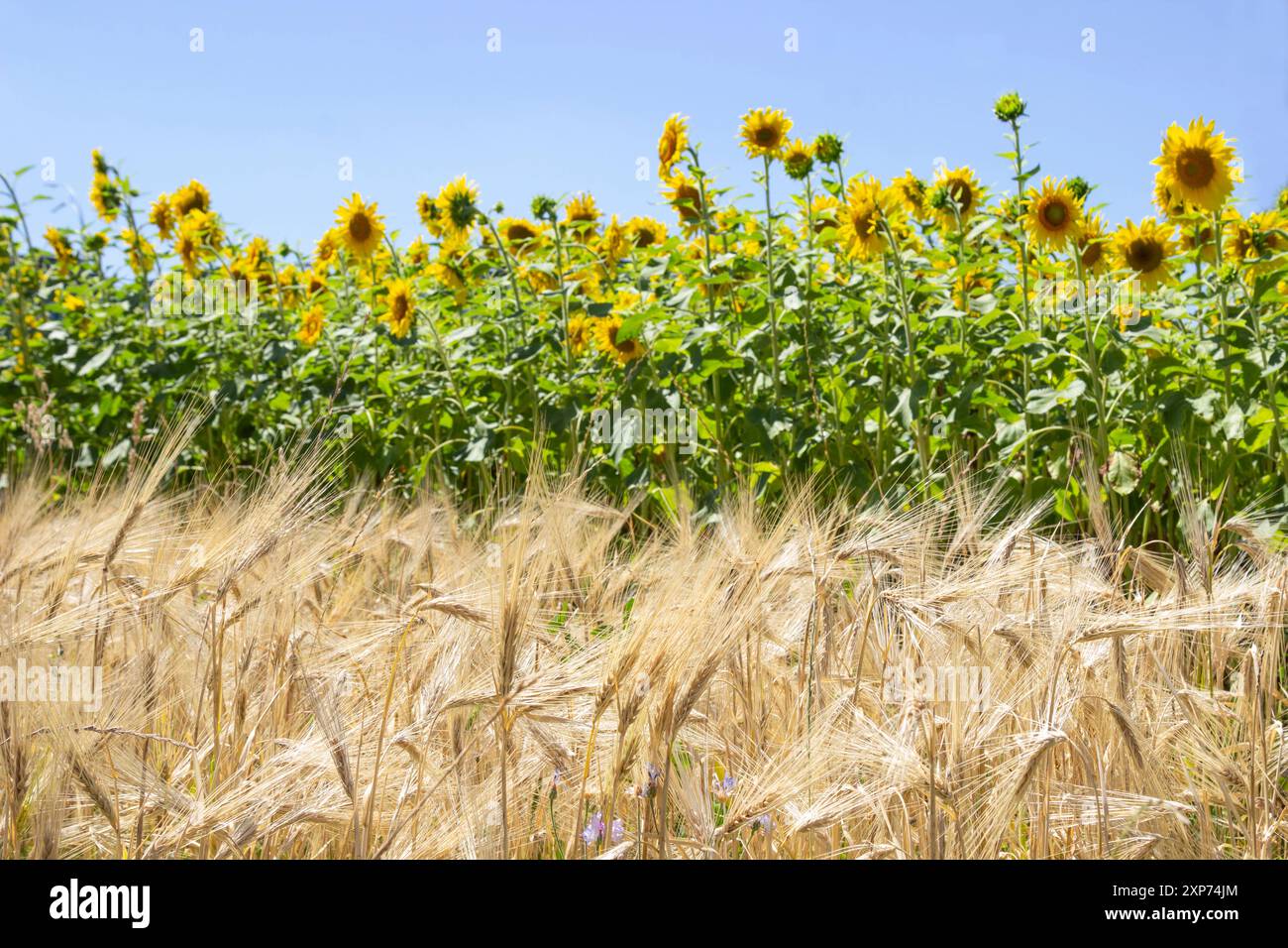 Gelbe Roggenohren. Sonnenblumen blühen. Blauer Himmel. Ländliche Landschaft. Stockfoto