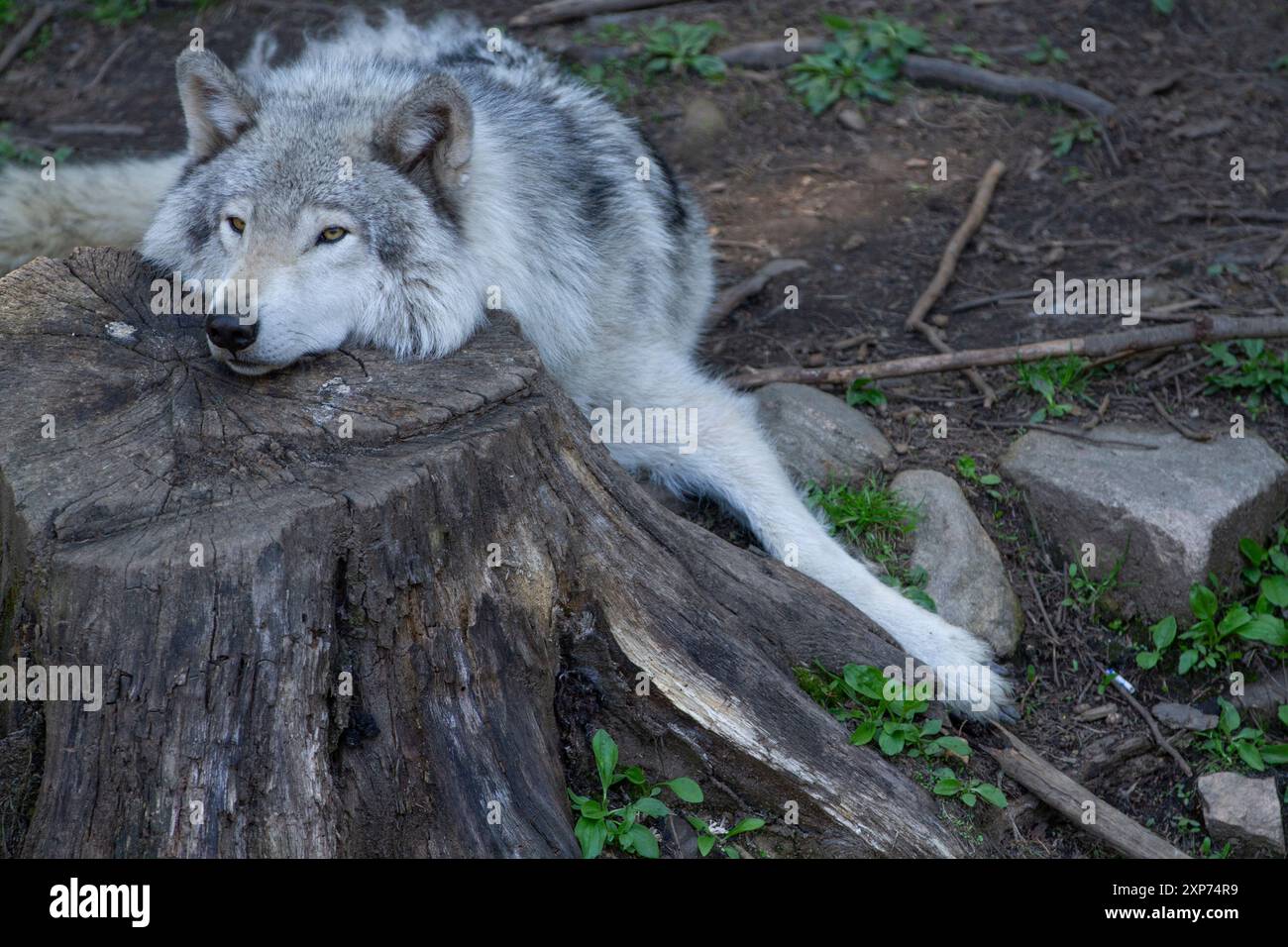 Ein einsamer grauer Wolf ruht sich aus und liegt auf einem Stumpf im Wald. Stockfoto