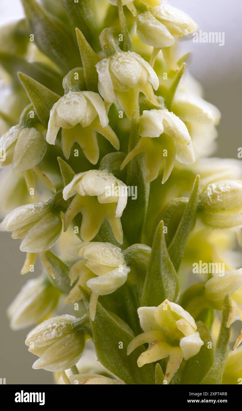 Kleine weiße Orchidee Stockfoto