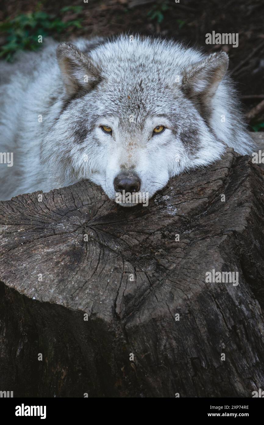 Einsamer, grauer Wolf mit dramatischen Augen ruht sich auf einem Baumstumpf in Quebec, Kanada aus. Vertikal. Stockfoto