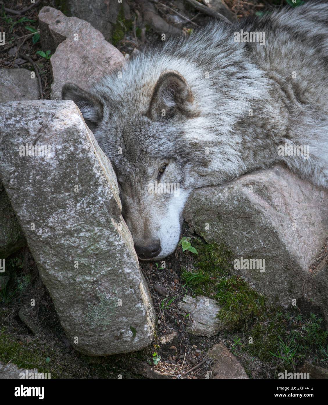 Ein einsamer grauer Wolf ruht sich aus und legt sich auf Felsen im Wald. Stockfoto