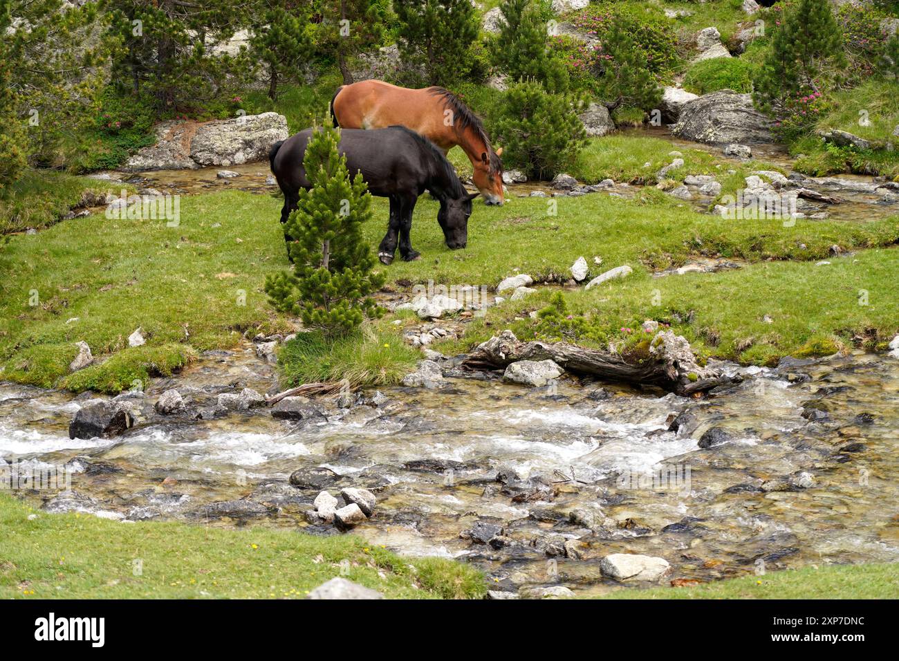 Pferde Pferde weiden im Nationalpark Aigüestortes i Estany de Sant Maurici, Katalonien, Spanien, Europa Pferde, die in Aigüestortes i Estany de San weiden Stockfoto