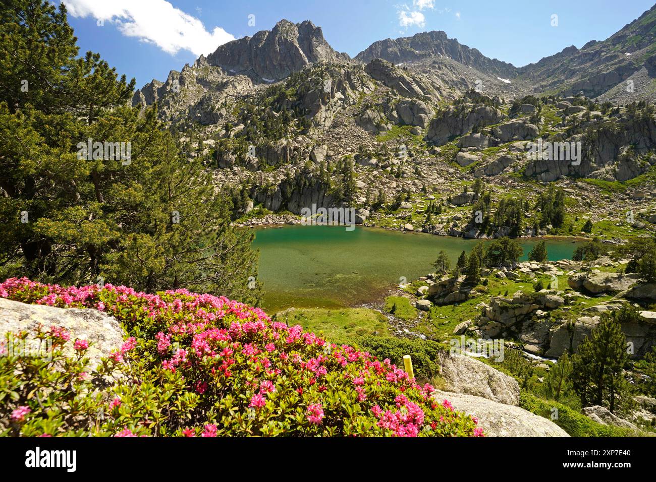 Gletschersee Blühende Azalee am Gletschersee Estany de les Obagues de Ratera oder Lagunas Llosas im Nationalpark Aigüestortes i Estany de Sant Maurici Stockfoto