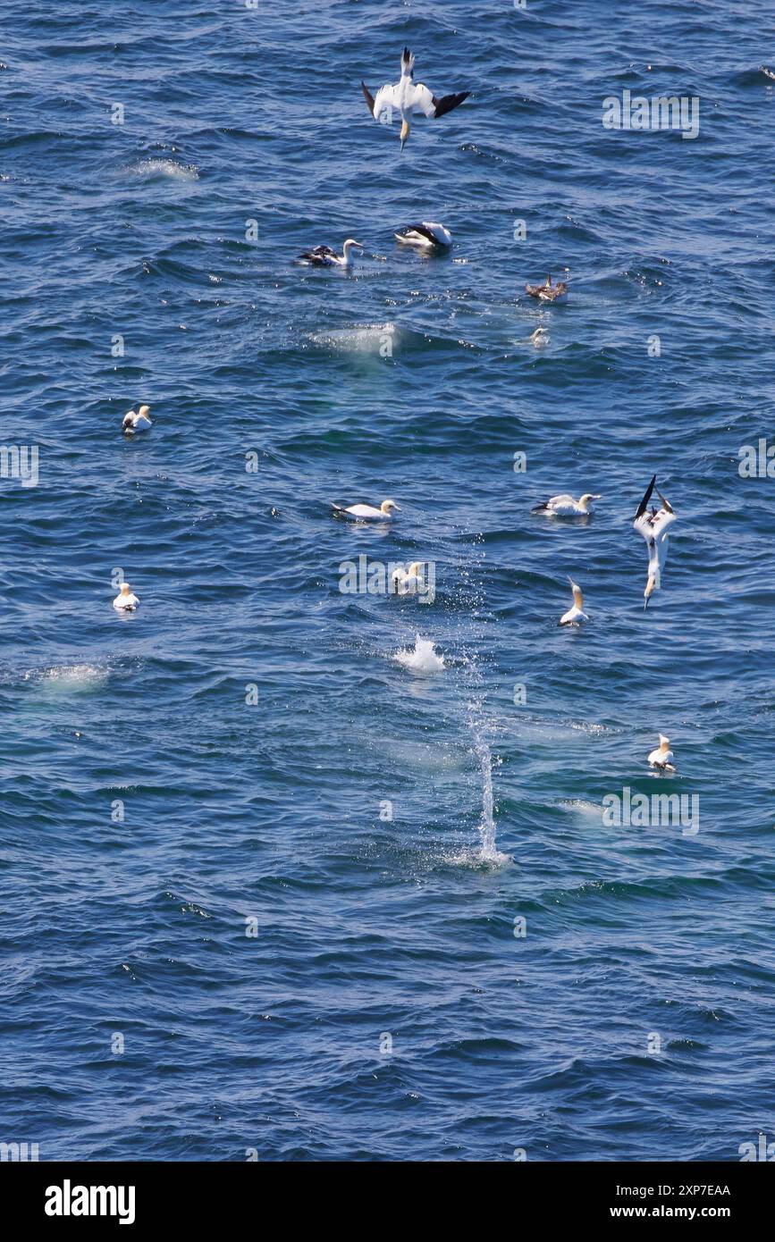 Basstölpel stoßtauchend vor Helgoland, Morosus bassanus, Nördliche Tölpel-Tauchgänge Stockfoto