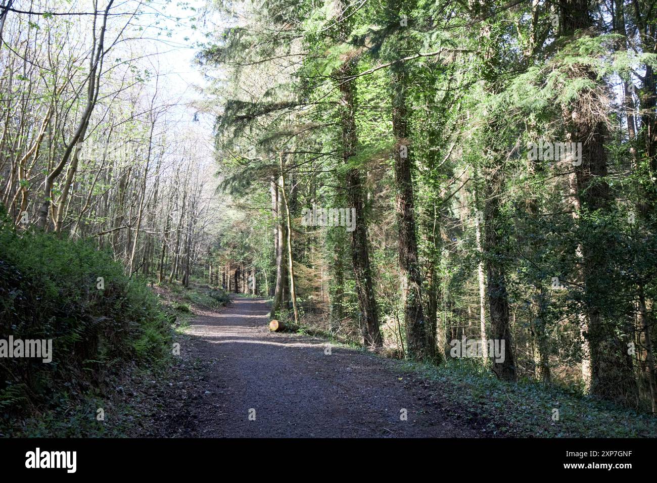 Wanderweg durch den glenarm Forest County antrim, Nordirland, großbritannien Stockfoto
