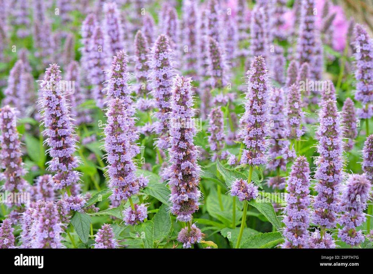 Blassvioletter mexikanischer Riesengysop Agastache „Blue Fortune“ in Blüte. Stockfoto