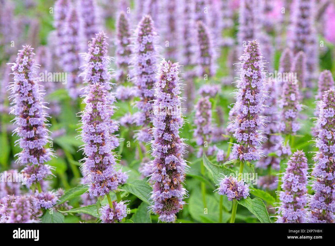 Blassvioletter mexikanischer Riesengysop Agastache „Blue Fortune“ in Blüte. Stockfoto
