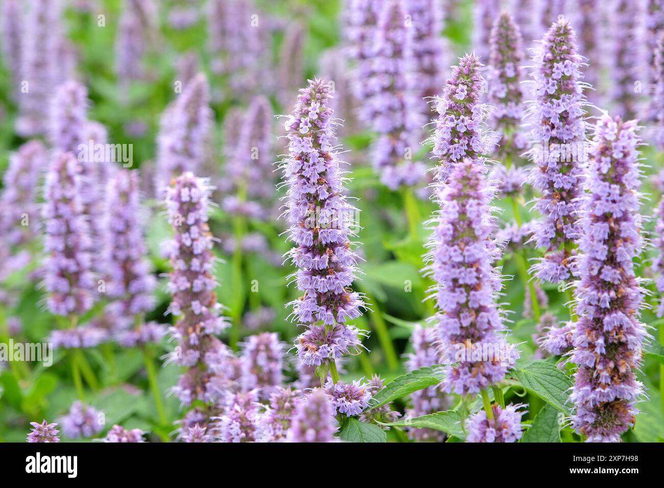 Blassvioletter mexikanischer Riesengysop Agastache „Blue Fortune“ in Blüte. Stockfoto