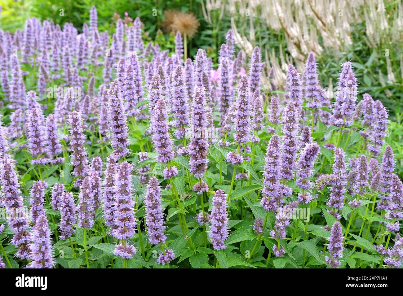 Blassvioletter mexikanischer Riesengysop Agastache „Blue Fortune“ in Blüte. Stockfoto