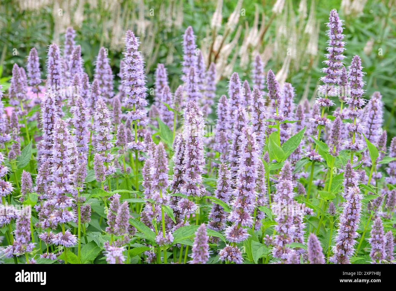 Blassvioletter mexikanischer Riesengysop Agastache „Blue Fortune“ in Blüte. Stockfoto