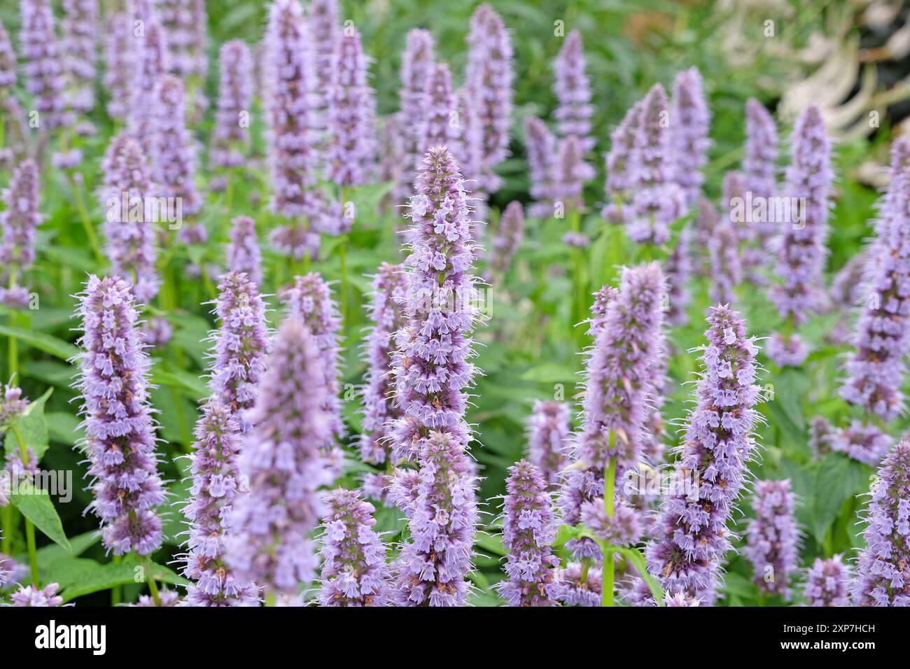 Blassvioletter mexikanischer Riesengysop Agastache „Blue Fortune“ in Blüte. Stockfoto