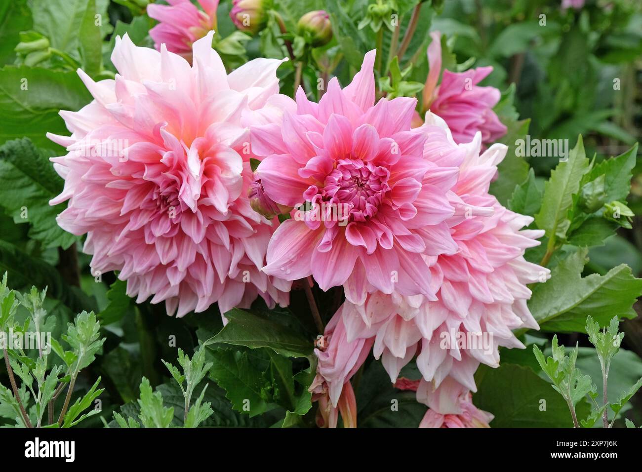 Pinkfarbene Dahlien „Ottos Nervenkitzel“ in Blume. Stockfoto