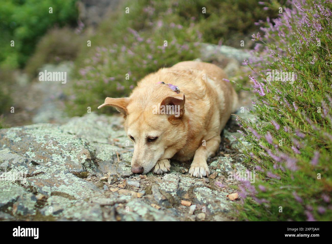 Ein hellbrauner Hund liegt auf dem Weg nahe der Heidekraut. Stockfoto