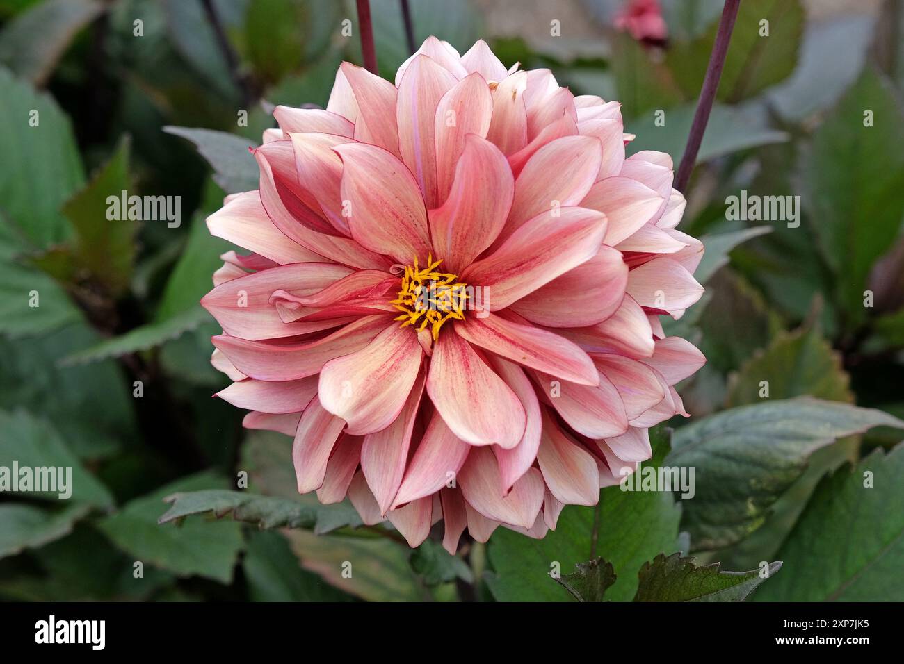 Dunkel rosa dekorative Dahlien „Night Silence“ in Blüte. Stockfoto