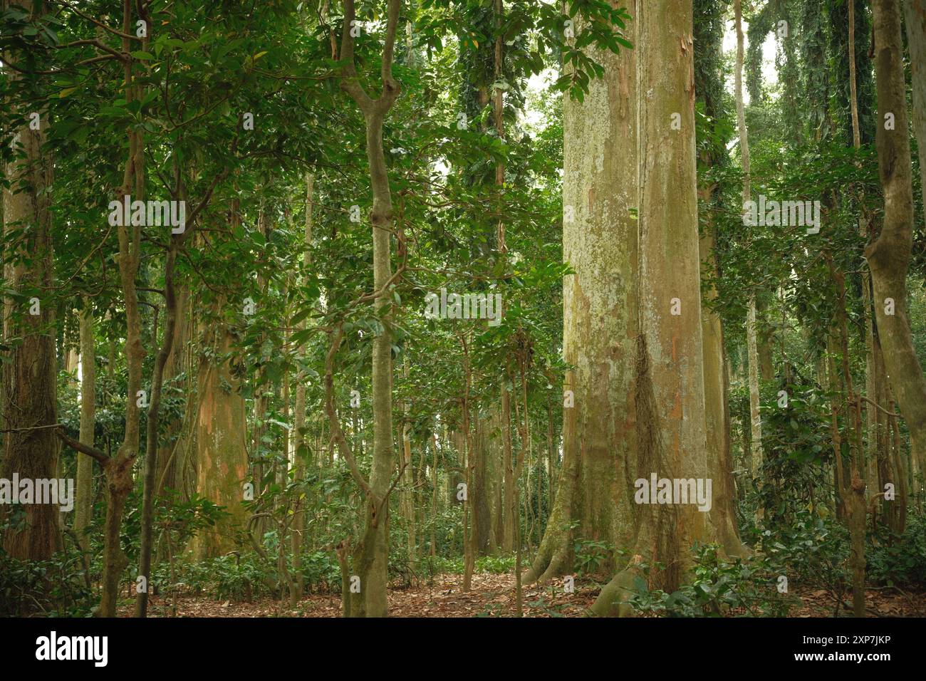 Große alte Bäume im tropischen Regenwald und die gefallenen trockenen Blätter Stockfoto