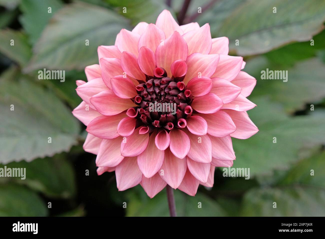 Dunkel rosa dekorative Dahlien „Night Silence“ in Blüte. Stockfoto