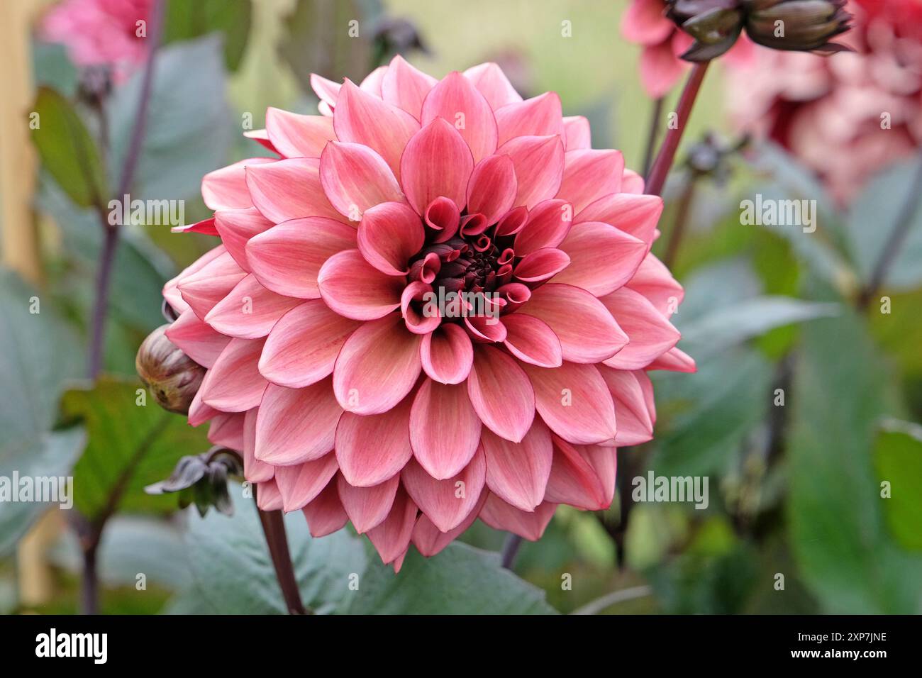 Dunkel rosa dekorative Dahlien „Night Silence“ in Blüte. Stockfoto