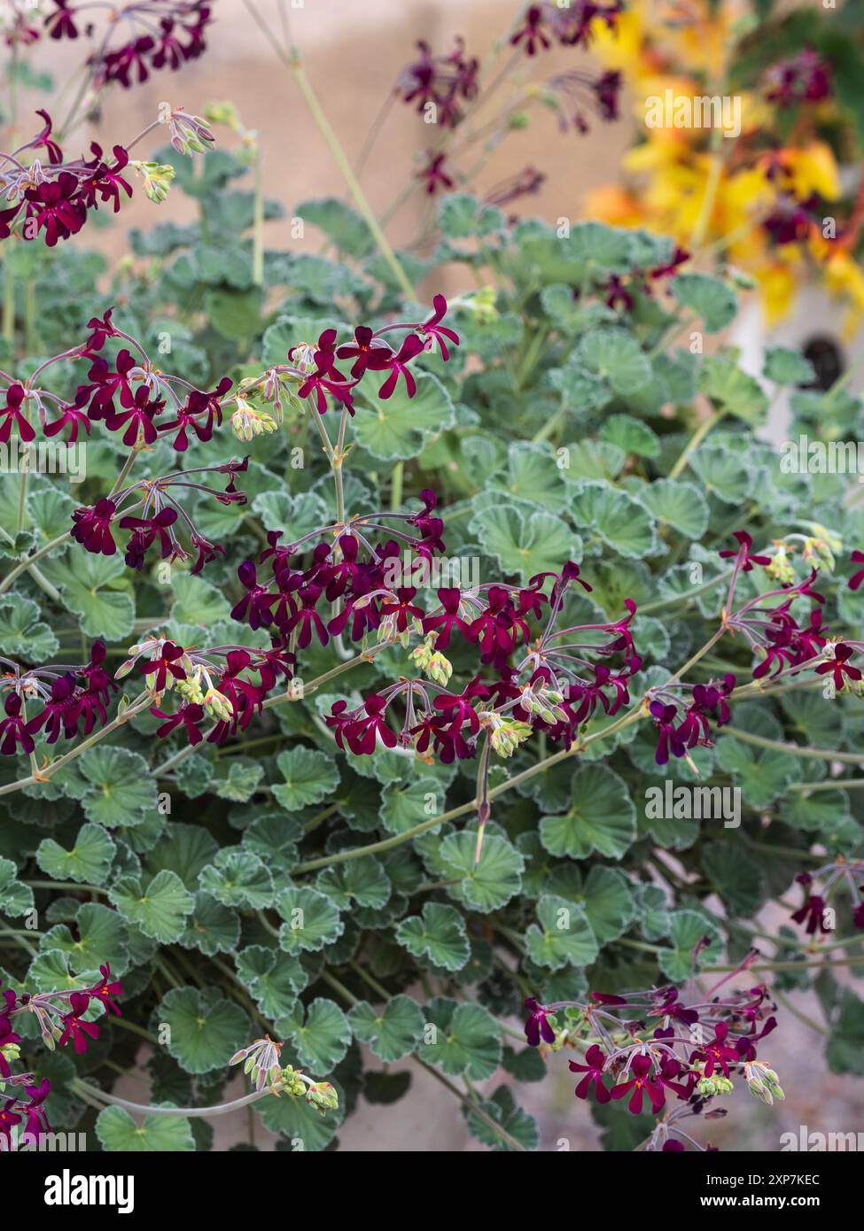 Sprüche von rot-schwarzen Blüten über gräulich gewelltem immergrünem Laub des zarten südafrikanischen Pelargonium sidoides Stockfoto