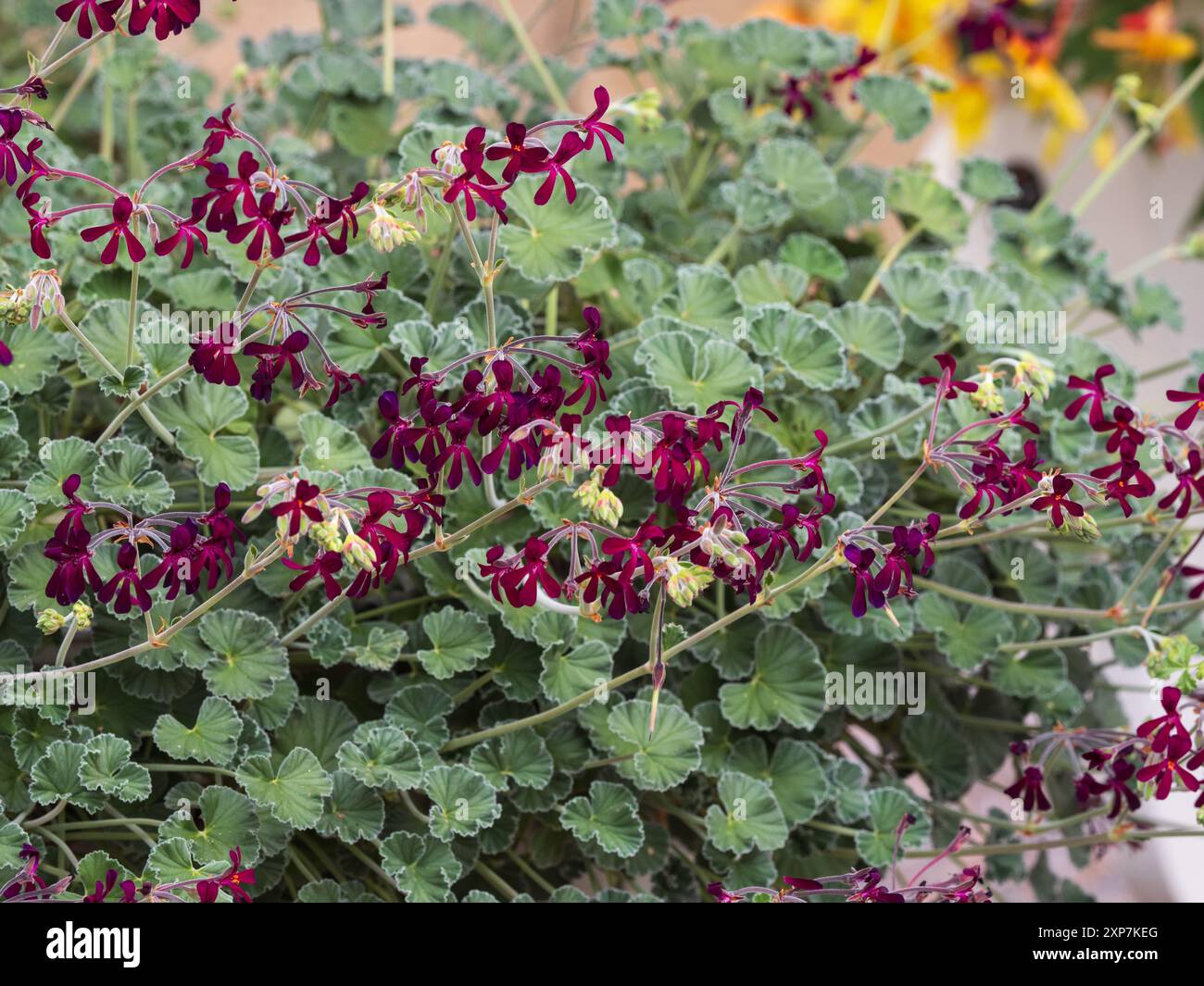 Sprüche von rot-schwarzen Blüten über gräulich gewelltem immergrünem Laub des zarten südafrikanischen Pelargonium sidoides Stockfoto