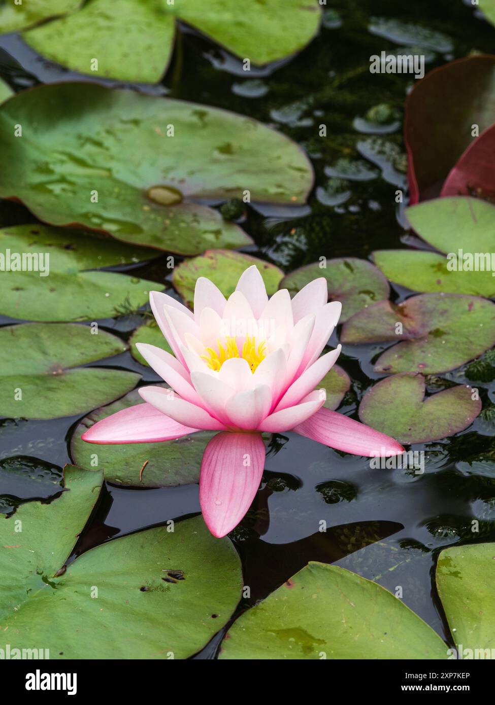 Rosafarbene und weiße Sommerblume der harten Seerose, Nymphaea „Amabilis“ inmitten schwimmender Blätter Stockfoto