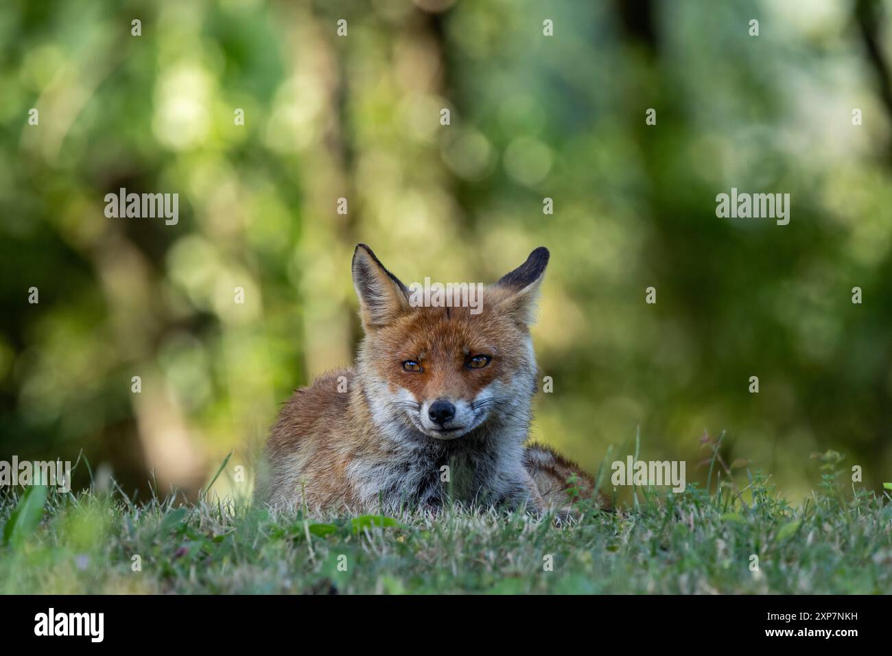 Rotfuchs zwischen Licht und Schatten Stockfoto