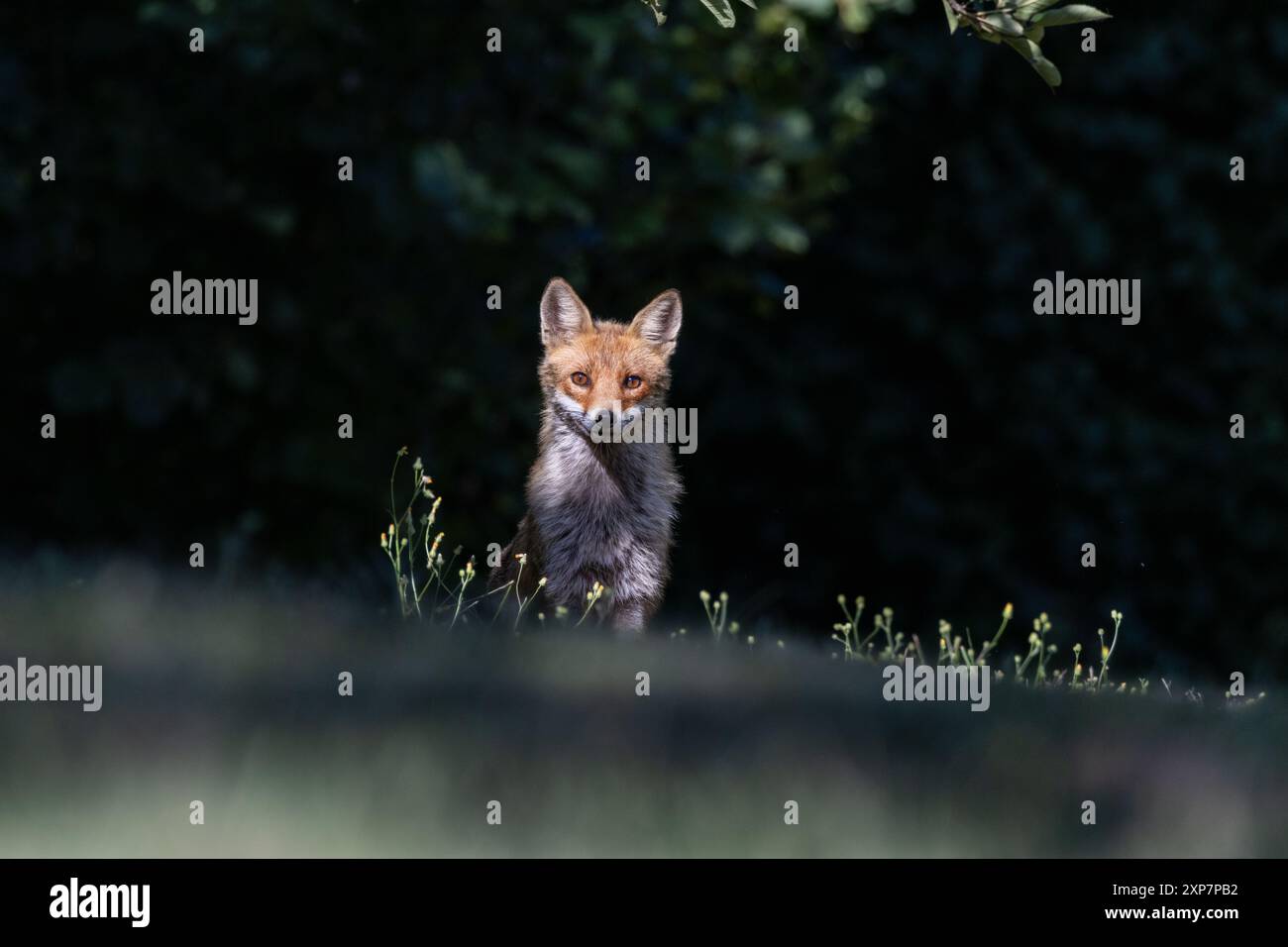 Rotfuchs zwischen Licht und Schatten Stockfoto