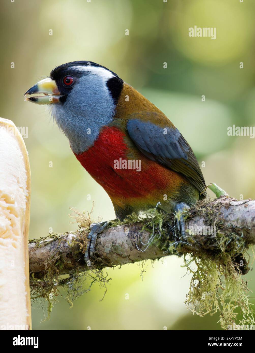 Tukanbarbet, Tukanbartvogel, Cabézon toucan, Semnornis ramphastinus, tukánbajszika, Mindo Valley, Ecuador, Südamerika Stockfoto