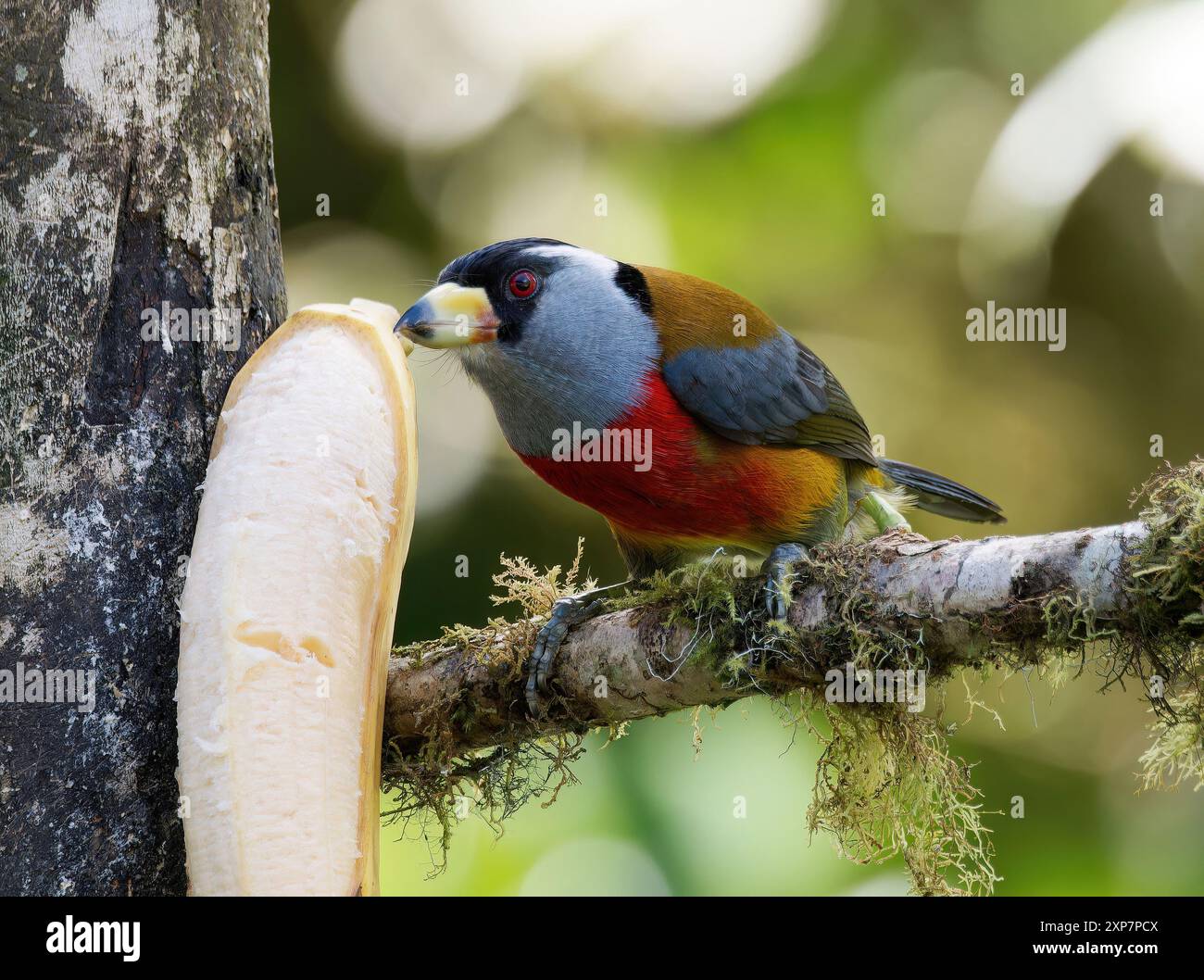 Tukanbarbet, Tukanbartvogel, Cabézon toucan, Semnornis ramphastinus, tukánbajszika, Mindo Valley, Ecuador, Südamerika Stockfoto